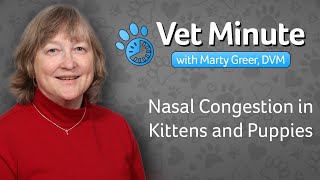 Nasal Congestion in Kittens and Puppies [upl. by Buskirk509]