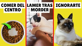 10 EXTRAÑOS comportamientos de los gatos EXPLICADOS [upl. by Euqinoj306]