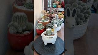 Succulent Tips Repotting Cactus The Easiest Way 🌵 succulents suculentas cactus [upl. by Caryn252]