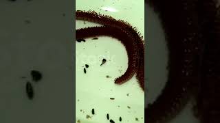 Nereis  Aquatic worm of Phylum Annelida Dioecious [upl. by Ailaht]