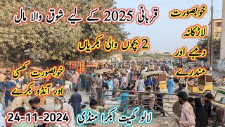 Lalukhet Bakra Mandi Latest Update l 24 Nov 2024 l Bakra Mandi Today l Bakra Mandi 2024 l [upl. by Enaelem]