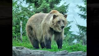 Ursus arctos — Ведмідь бурий brown bear [upl. by Januarius890]