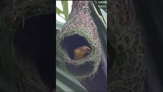 Avian Architects Mastership  bayweaver  nest  nest building [upl. by Brecher]