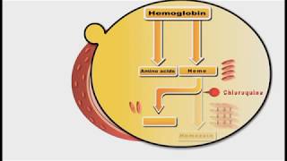 Antimalarial drugs animation Chloroquine [upl. by Lecirg]