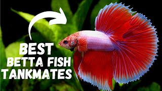 Best BETTA FISH Tank Mates  TOP 6 [upl. by Llewon]