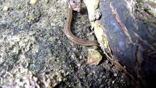 Landplanarie  Terrestial Flatworm Bipalium cf kewense [upl. by Lombardi317]