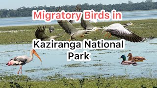 wetland’s birds in kaziranga National Park l Assam l India l [upl. by Mcgregor]