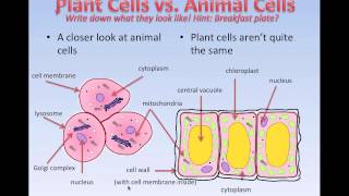 What cells are like Grade 7 [upl. by Nitsraek]