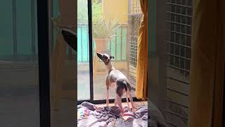 Whippet Dog Catching Spirits [upl. by Teodoro880]