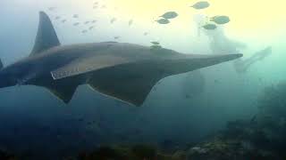 Giant Guitarfish at Shark Point [upl. by Meredeth]