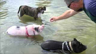 Mini Pigs at the Dog Beach Begging for Food Prissy and Bomber Show [upl. by Eecram626]