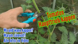 Tomaten Haupttrieb kappen  Wann wie und warum die Spitze an Tomaten schneiden [upl. by Nylzaj]