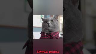 இது மந்திரமா இல்ல சைன்ஸ்ச  Cat vs Feviquick  SIMPLE WORLD [upl. by Atinyl]