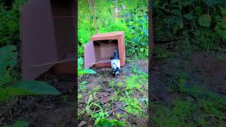 Easy pigeon bird trap using cardboard boxes pigeon building pigeontrap birds trapmaking [upl. by Nihs]