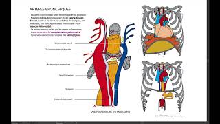 12 Artères bronchiques [upl. by Dorcy897]