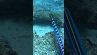 Spearfishing fishing spearfish woodenspeargun spearow spearo scubadiving spearolife ocean [upl. by Karen]