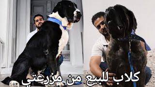 مزرعة quot a MASTER DAM house kennel quot مزرعتي المتواضعة و شغل جديد للبيع  الشغل الفاخر بدأ 👌 [upl. by Odlabso]