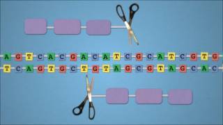 Method of the Year 2011 Geneediting nucleases  by Nature Video [upl. by Aytida]