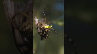 Pourquoi les araignées tissentelles des toiles  🕸 MystèreAnimal CuriositéNaturelle MindCurio [upl. by Arotak48]