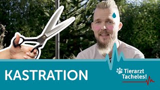 Kastration bei Hunden und Katzen  Tierarzt Tacheles mit Sebastian GoßmannJonigkeit  ZooRoyal [upl. by Nale210]