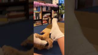 Orange Cat Tries to Pull Owners Socks  1525847 [upl. by Persse]