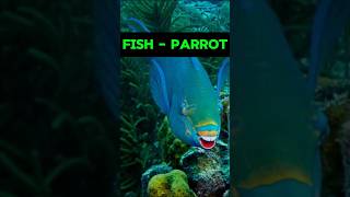 Fish Parrot shorts [upl. by Emlyn]