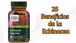 Echinacea 25 Beneficios para la Salud [upl. by Carper]