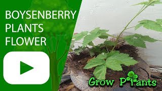 Boysenberry plants flower  growing amp care conditions for fruits [upl. by Yelreveb]