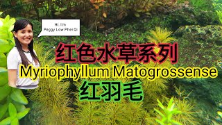 红色水草分享红羽毛 myriophyllum matogrossense [upl. by Darnall25]