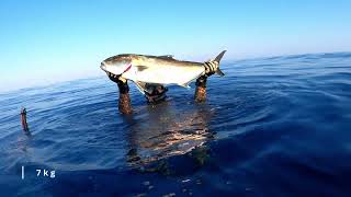 Record Amberjack  Spearfishing Malta  Pescasub [upl. by Brita]