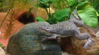 How to care for African Clawed Frogs Xenopus laevis [upl. by Huskamp141]