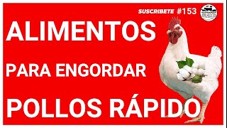 🍕 5 ALIMENTOS para ENGORDAR POLLOS RAPIDO 🐔  Saque POLLOS de ENGORDE en 30 DÍAS🌟 [upl. by Nosyaj]