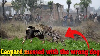 Leopard attacks the wrong dog and regrets straight after [upl. by Nwahsirhc]