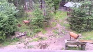 Rot und Rehwild im Wildpark Waldhaus Mehlmeisel [upl. by Enelrihs55]