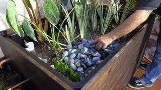 Patio Pond with Bog Filter  Planting the Pond Plants  Part 11 [upl. by Warwick]