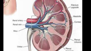 Urinary System Part 1 The Kidneys [upl. by Nahtnahoj]