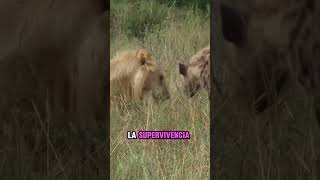 El Ciclo de la Vida en la Sabana Africana Depredadores y Presas sabana africa safari [upl. by Vardon]