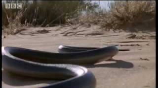 How snakes move amp run  Serpent  BBC Animals [upl. by Nais659]