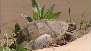 Les petites créatures du désert  documentaire animalier [upl. by Dekow]