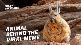 This Sleepy Viscacha Is the Internet’s Newest Meme Animal [upl. by Athal858]