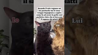 Ma come é possibile 🙀🙀🙀😹😹😹😻😻😻catmeme catlover gattitaliani gattini gattoni amoremio [upl. by Adnilemreh]