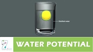 WATER POTENTIAL [upl. by Jehovah]