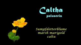 Caltha palustris Marsh marigold calta Sumpfdotterblume blooming in October 2015 time lapse [upl. by Onifur]