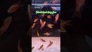 Odessa barb long fine fish cutpet longfin lovefish [upl. by Irovi]