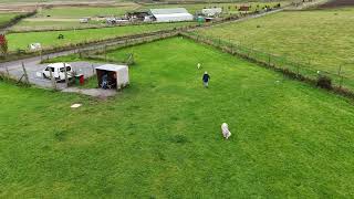 Dugs at the Secure Field Biggar 4k [upl. by Malo]