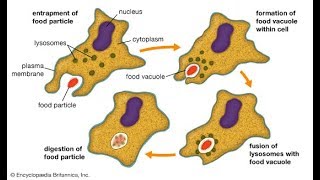 Phagocytosis procedure and method HD 2017 [upl. by Llewop624]