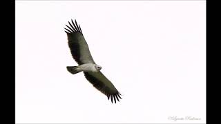 Martial Eagle juvenile calling [upl. by Peednas5]