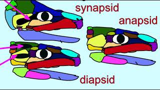 amniote diversity 1 anapsids synapsids [upl. by Kristie]