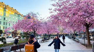 Sweden Stockholm 4K  Cherry Blossom 2023 [upl. by Varian852]