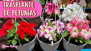 TRASPLANTE DE PETUNIAS Liliana Muñoz [upl. by Hyacinthe745]